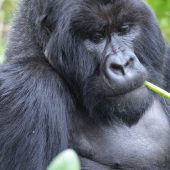  Bushokoro, Silverback Gorilla 3 (Congo)